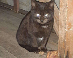 Кошки в Орлове: Котик в добрые руки., Бесплатно - фото 1