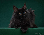 Кошки в Ливны: Котята мейн-кун, 40 000 руб. - фото 3