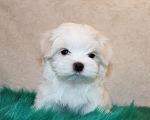 Собаки в Екатеринбурге: Мальтезе РКФ мальчик 2,5 мес. Мальчик, Бесплатно - фото 1