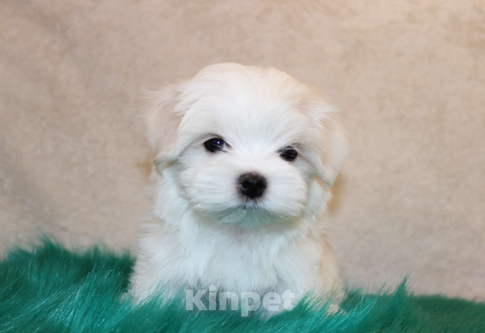 Собаки в Екатеринбурге: Мальтезе РКФ мальчик 2,5 мес. Мальчик, Бесплатно - фото 1