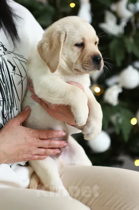 Собаки в Краснодаре: Палевые щенки Лабрадора Мальчик, 17 000 руб. - фото 1