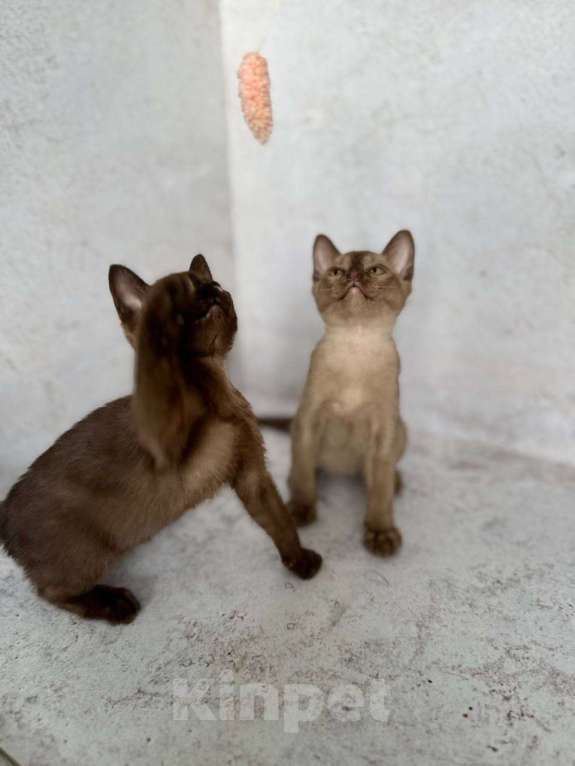 Кошки в Москве: Бурма окрас соболь!  Девочка, 40 000 руб. - фото 2