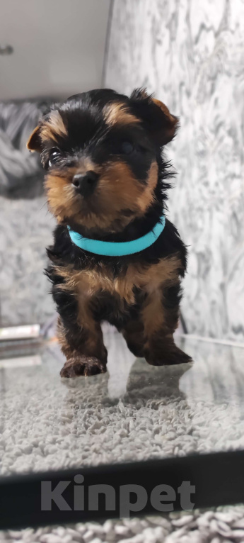 Собаки в Краснодаре: Мальчик с голубым ошейником Мальчик, 25 000 руб. - фото 1