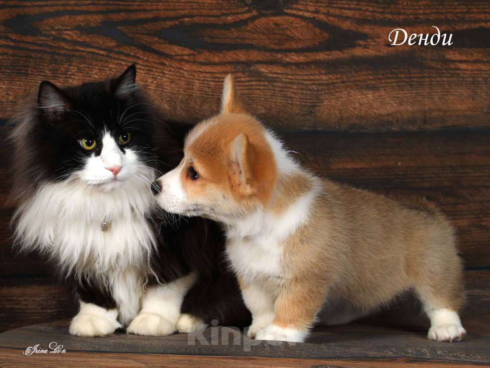 Собаки в Одинцово: Корги щенок рыжий 2,5 мес. Мальчик, 50 000 руб. - фото 4