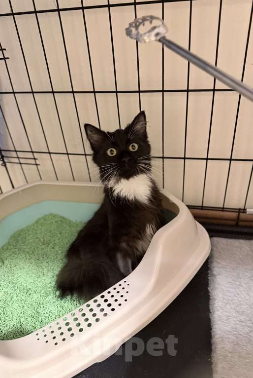 Кошки в Москве: Котенок Гвоздика ищет дом Девочка, Бесплатно - фото 9