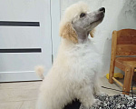 Собаки в Людиново: Малый белый пудель. Щенок. 3 мес.  Девочка, 25 000 руб. - фото 3