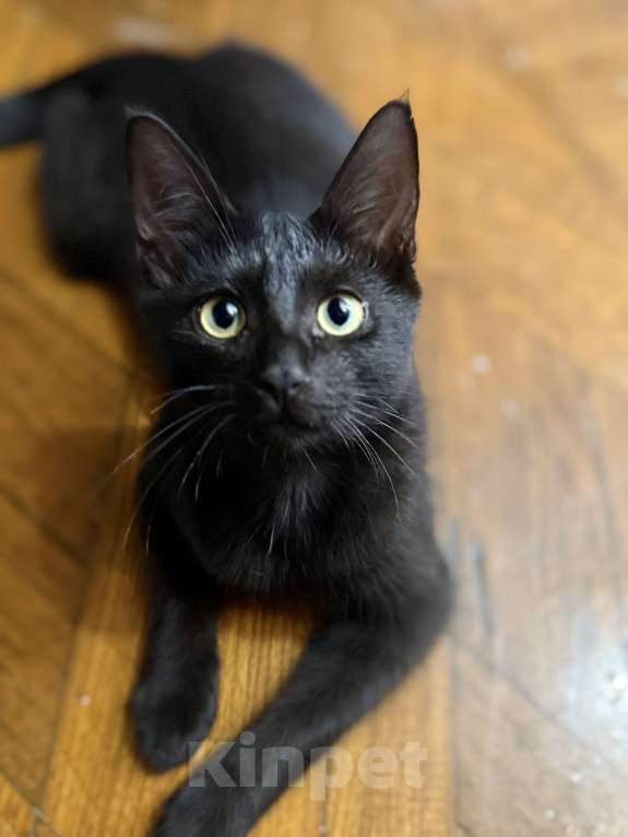 Кошки в Астрахани: Черный кот в добрые руки  Мальчик, Бесплатно - фото 2