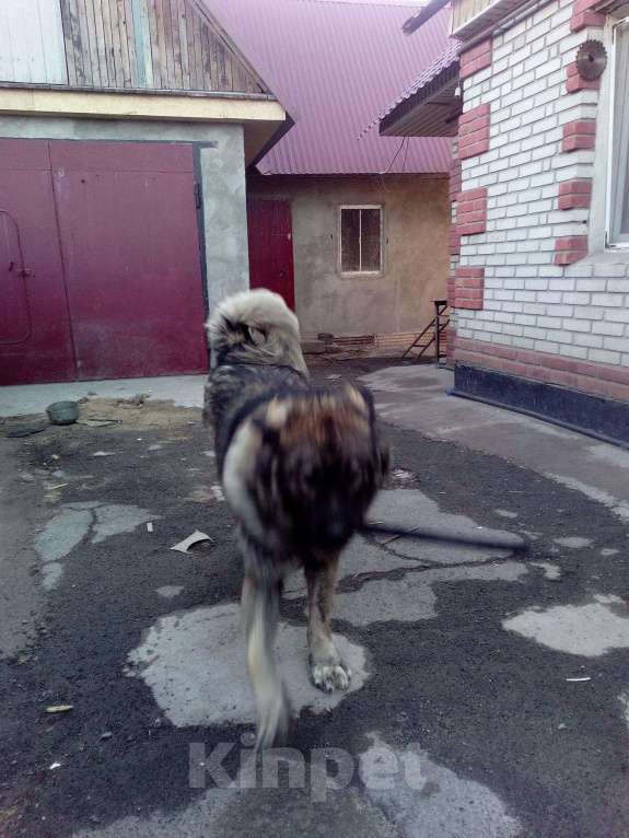 Собаки в Новотроицке: Вязка, 1 руб. - фото 1