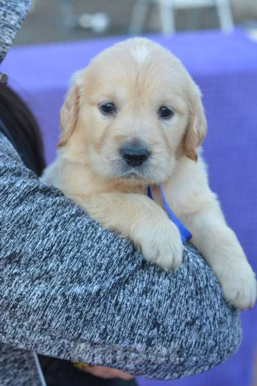 Собаки в Москве: Щенки  Золотистого ретривера Девочка, 60 000 руб. - фото 3