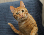 Кошки в Санкт-Петербурге: Рыжий котик Крашик ищет семью Мальчик, Бесплатно - фото 1