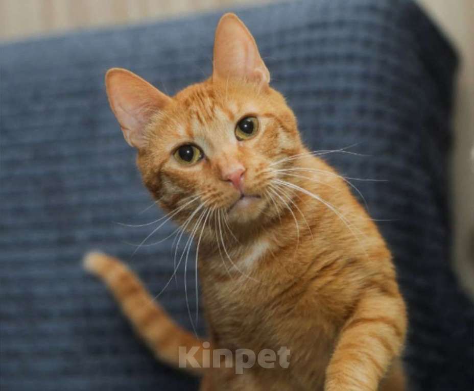 Кошки в Санкт-Петербурге: Рыжий котик Крашик ищет семью Мальчик, Бесплатно - фото 1