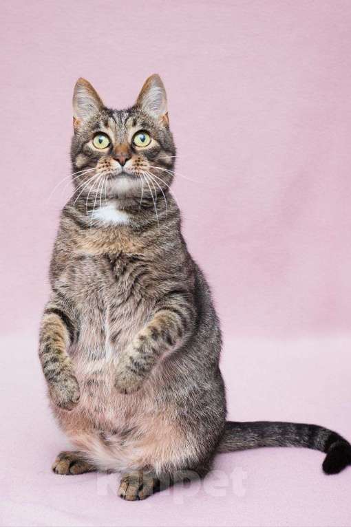 Кошки в Москве: Подосатая кошечка в добрые руки  Девочка, Бесплатно - фото 3