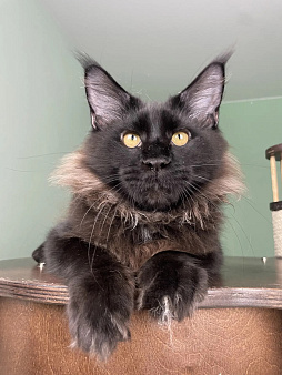 Котенок мейн кун