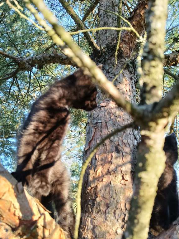 Кошки в других городах Ленинградской области: Чародейка бурая &quot;шоколад&quot; Девочка, Бесплатно - фото 3