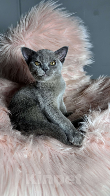 Кошки в Калининграде: Котята. Бурма. Питомник Европейской бурмы Девочка, 50 000 руб. - фото 3