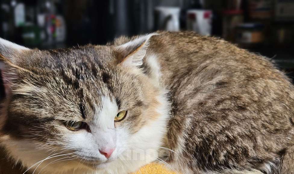 Кошки в Казани: Сибирский кот Мальчик, Бесплатно - фото 2