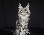 Кошки в Москве: Мейн-кун котенок Мальчик, Бесплатно - фото 5