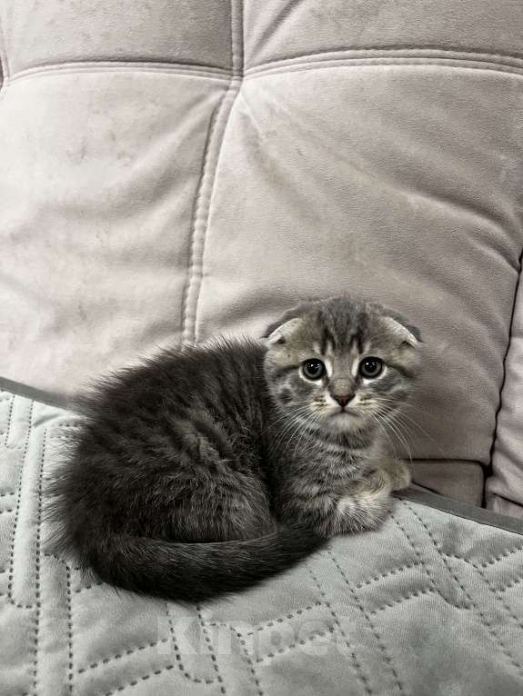 Кошки в других городах Калужской области: Шотландский вислоухий котенок Мальчик, 5 000 руб. - фото 2