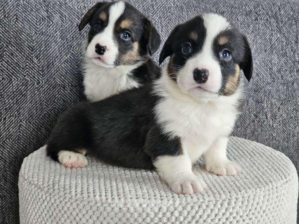 Собаки в Санкт-Петербурге: Вельш-корги-кардиган сука Девочка, Бесплатно - фото 5