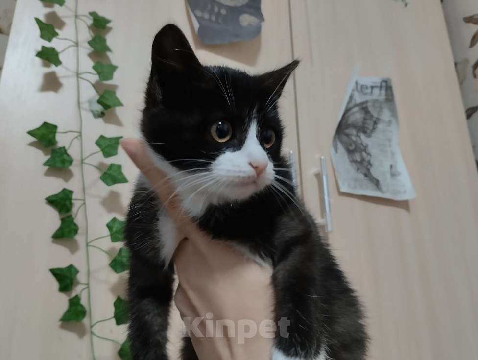 Кошки в других городах Красноярского края: Ктимена Девочка, Бесплатно - фото 3