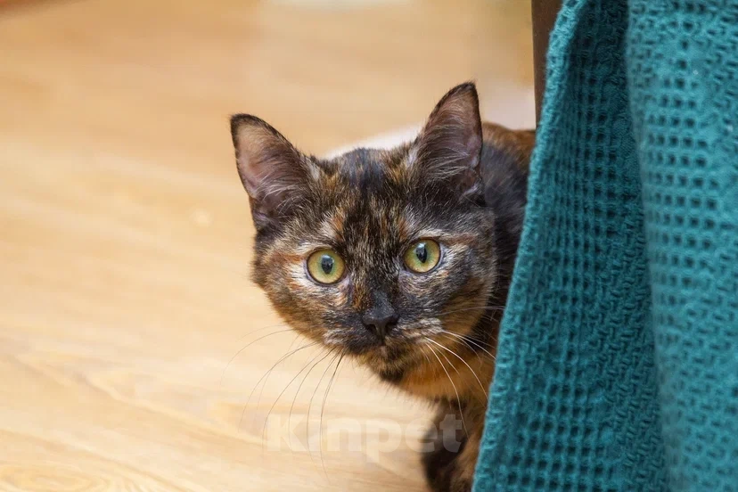 Кошки в Реутове: Подросток в добрые руки Девочка, Бесплатно - фото 2