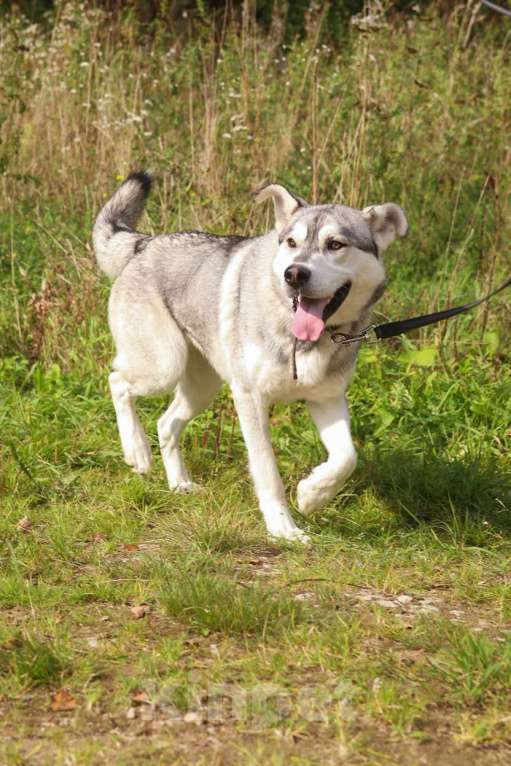 Собаки в Москве: Серенький, метис хаски Мальчик, Бесплатно - фото 5