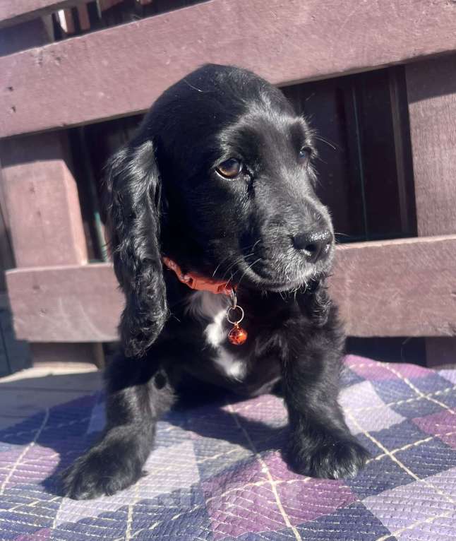 Собаки в других городах Ставропольского края: Английский Кокер спаниель Девочка, 20 000 руб. - фото 4