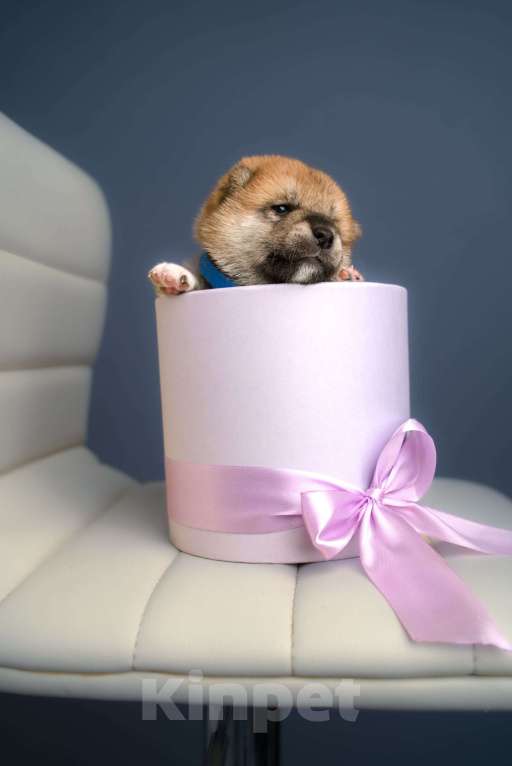 Собаки в Санкт-Петербурге: Щенки Сиба Ину Мальчик, Бесплатно - фото 10