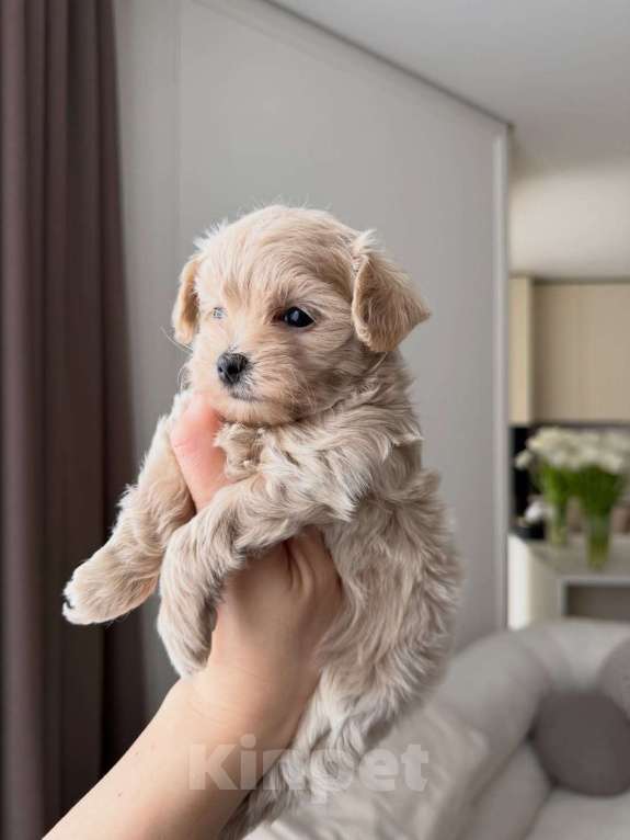 Собаки в Ростове-на-Дону: Мальтипу, щенок Мальчик, 180 000 руб. - фото 2