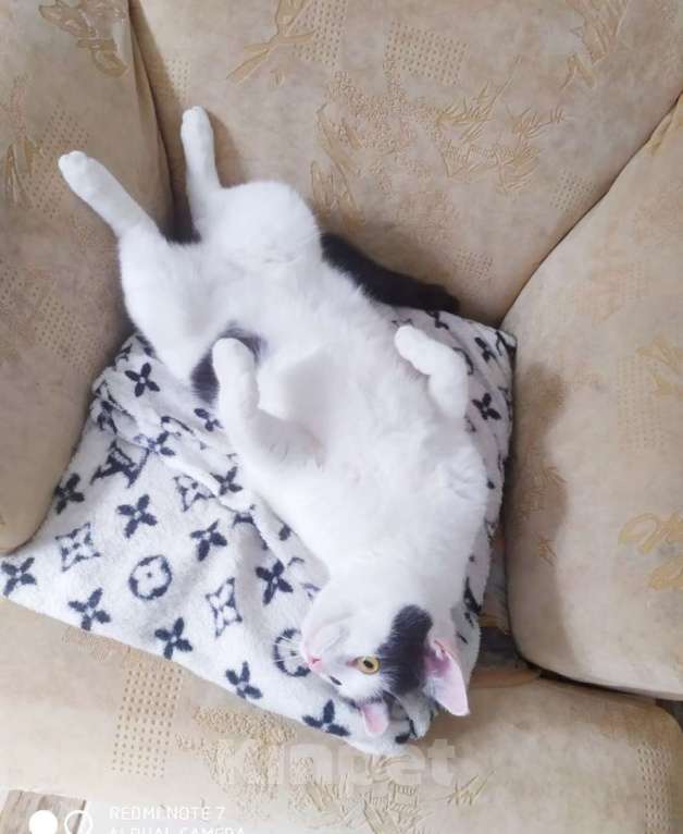 Кошки в Москве: котосчастье в квадрате очень хочет домой  Девочка, 10 руб. - фото 4