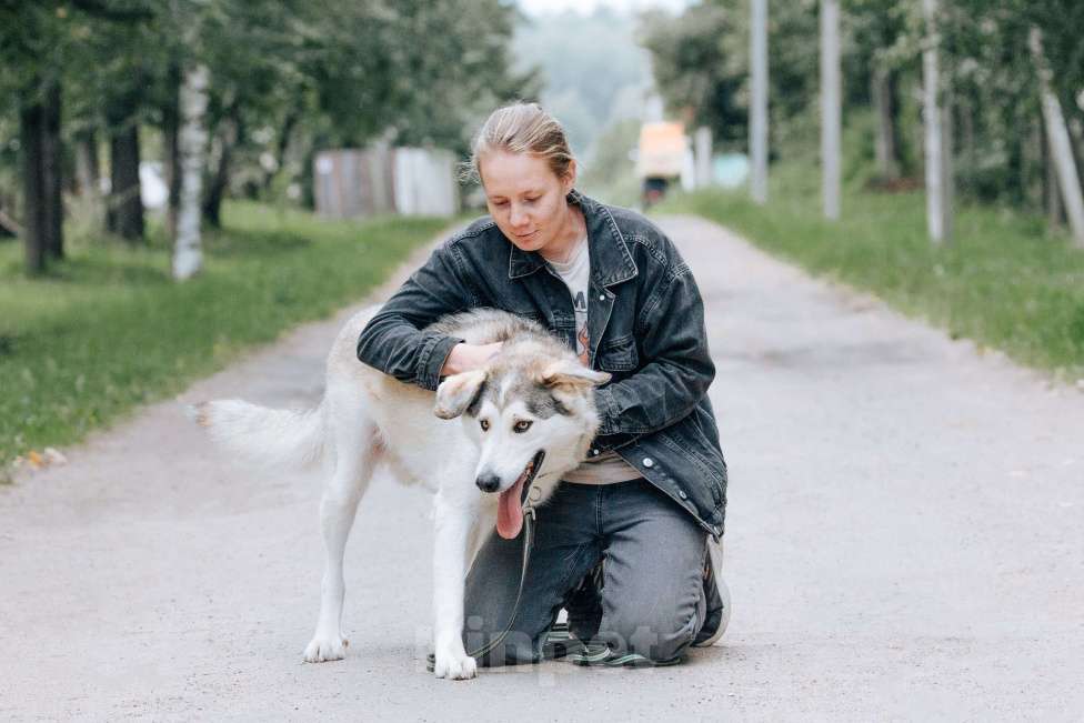 Собаки в Москве: Ярик в поисках дома Мальчик, Бесплатно - фото 8