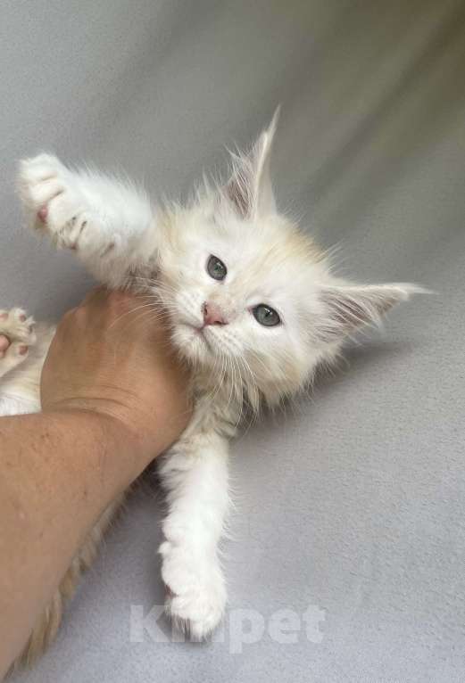 Кошки в Иркутске: Котята породы мейн-кун Мальчик, 30 000 руб. - фото 2