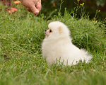 Собаки в Подольске: Шпиц кремовый щенок Девочка, Бесплатно - фото 4
