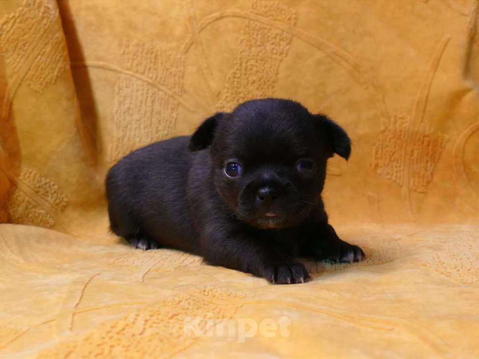 Собаки в Сарове: Очаровательная девочка чихуахуа  Девочка, 50 000 руб. - фото 5