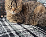 Кошки в Щербинке: Потерялся кот (помесь с британцем) Мальчик, 5 000 руб. - фото 4