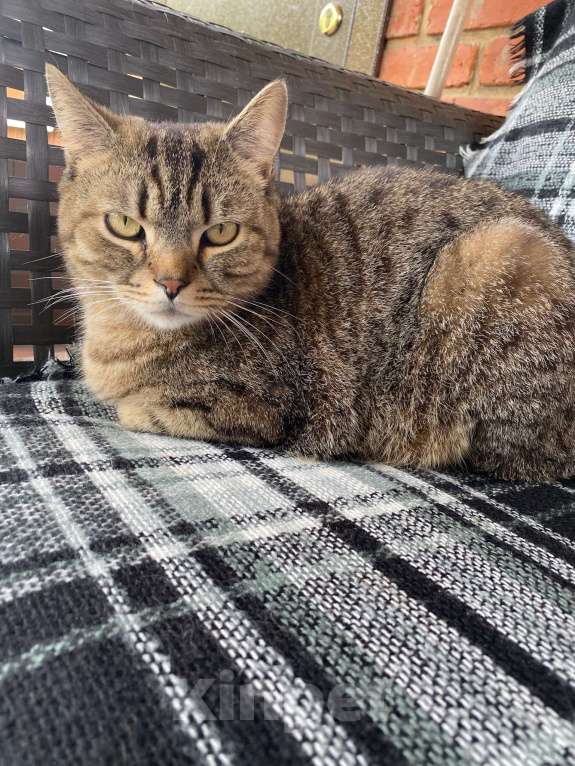 Кошки в Щербинке: Потерялся кот (помесь с британцем) Мальчик, 5 000 руб. - фото 4