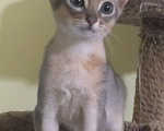 Кошки в Верее: Абиссинские котята  Девочка, 15 000 руб. - фото 8