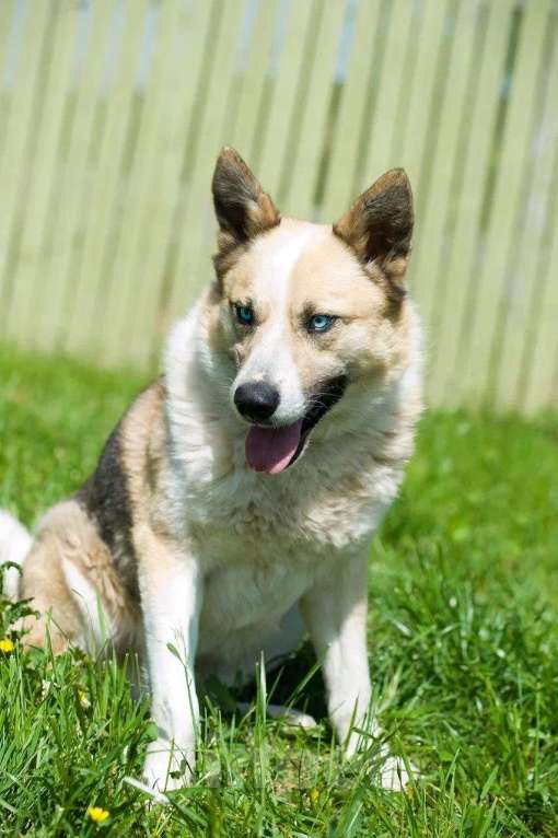 Собаки в Москве: Алмаз Мальчик, Бесплатно - фото 6