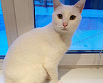 Кошки в Белоусовом: два белых котика ищут дом Мальчик, 100 руб. - фото 1