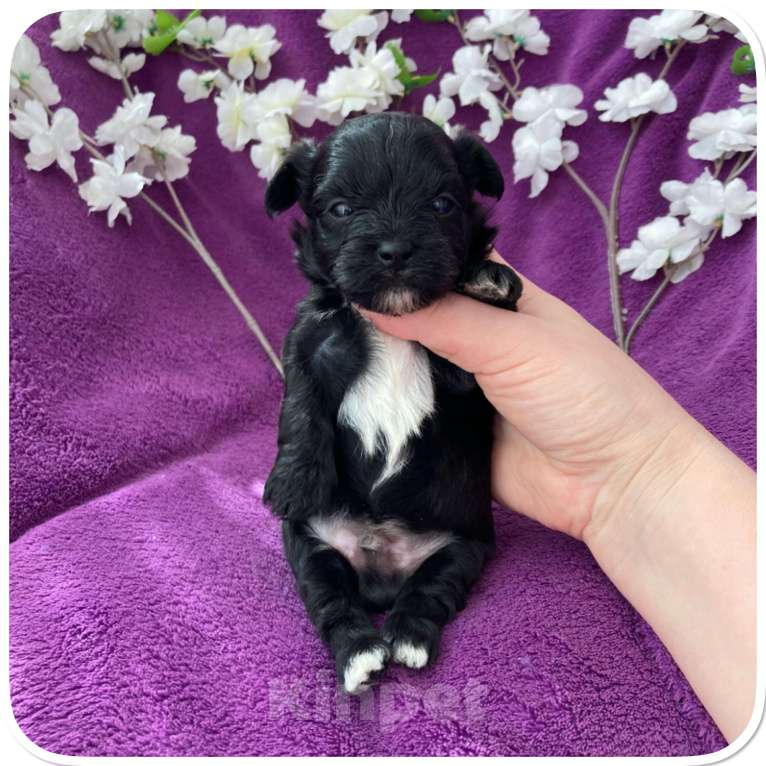 Собаки в Москве: Чёрный йорк мальчик бэби фейс Мальчик, 80 000 руб. - фото 10