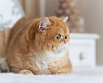 Кошки в Москве: Британский котенок Брусника Девочка, 60 000 руб. - фото 6