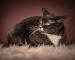 Кошки в Клине: Котюлька — очаровательная молодая кошечка Девочка, Бесплатно - фото 2