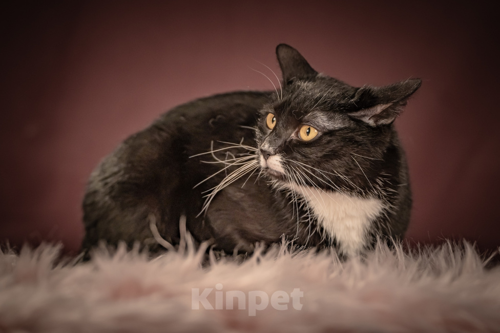 Кошки в Клине: Котюлька — очаровательная молодая кошечка Девочка, Бесплатно - фото 2