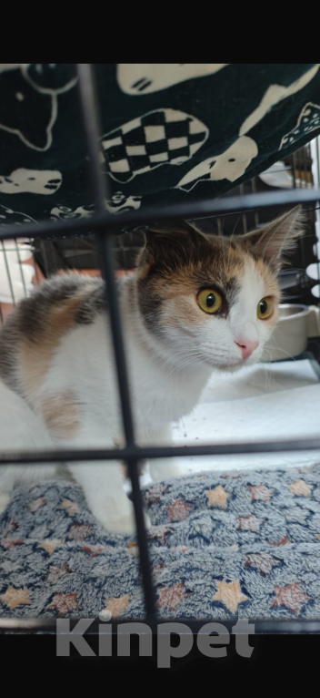 Кошки в Москве: Шипучка Девочка, 10 000 руб. - фото 2