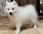 Собаки в Волгограде: Японский шпиц щенки Мальчик, 40 000 руб. - фото 3