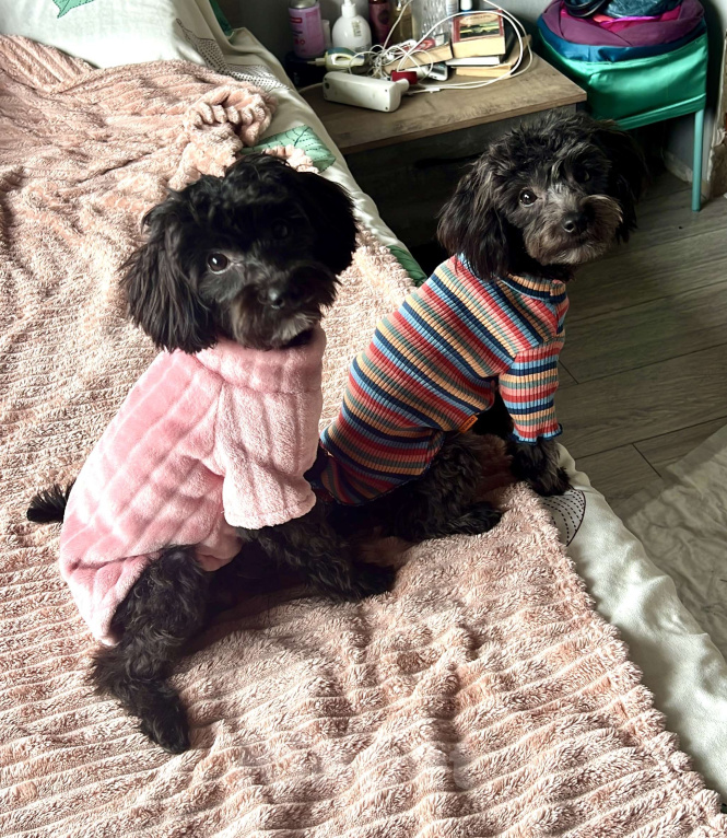 Собаки в Краснодаре: Два братика 🖤🩶 Мальтипу Ф1 Мальчик, 55 000 руб. - фото 5