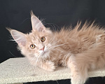 Кошки в Екатеринбурге: Девочка мейн кун  Девочка, 40 000 руб. - фото 1