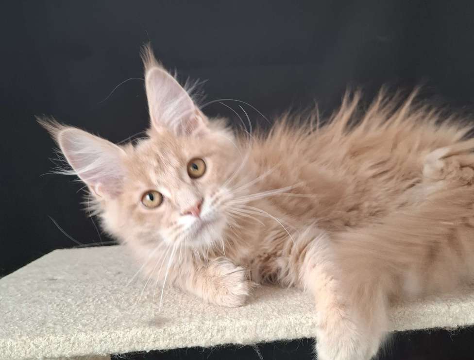 Кошки в Екатеринбурге: Девочка мейн кун  Девочка, 40 000 руб. - фото 1