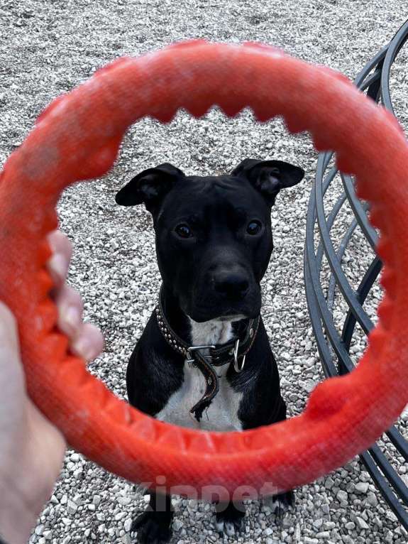 Собаки в Москве: Отдам в добрые руки Мальчик, Бесплатно - фото 3