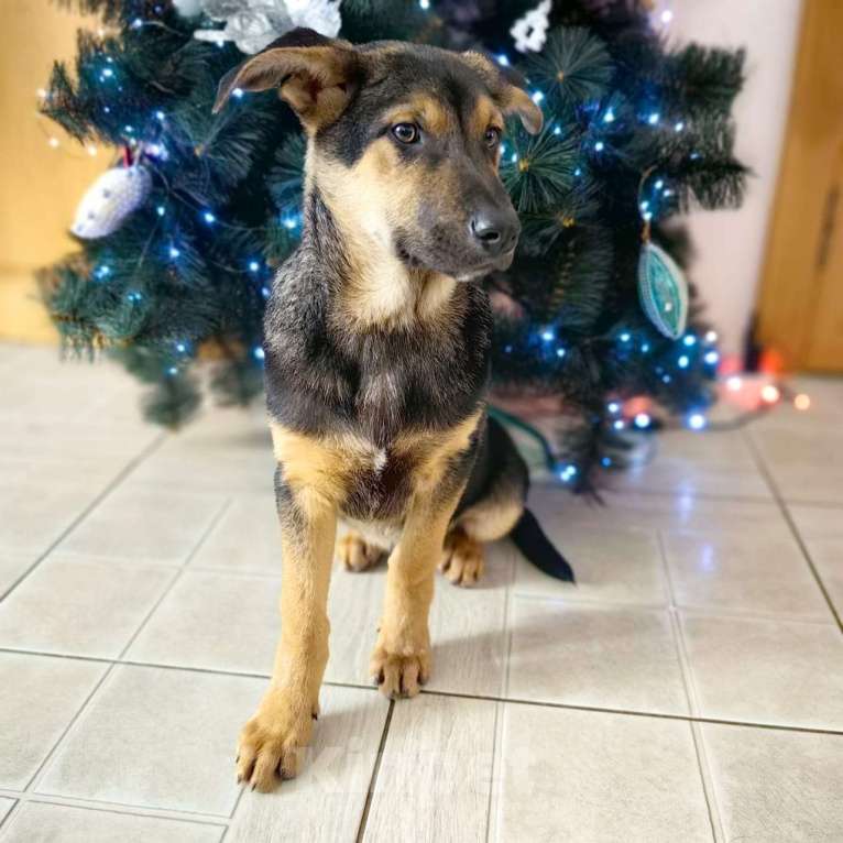 Собаки в Санкт-Петербурге: Щенок мальчик в добрые руки! Мальчик, Бесплатно - фото 1